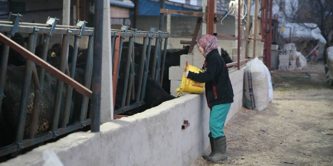 Genç veterineri devlet destekledi hayvancılığa başladı! 30 düveyle üretim atağı: Hedefi 5 ayda sayıyı ikiye katlamak 4